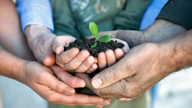 Young plant in hands