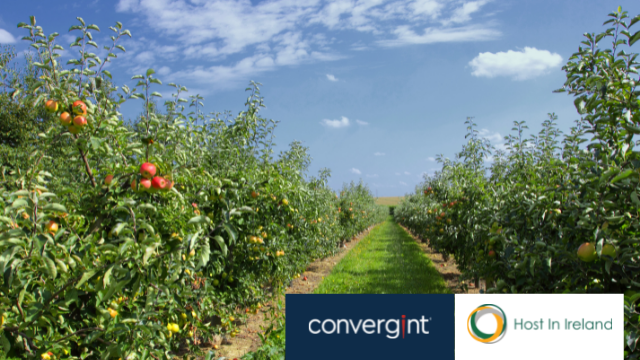 Apple growing on trees in an orchard with sunny blue sky