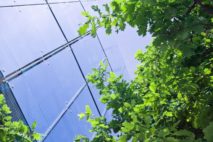 An office building windows and a tree covering part of it