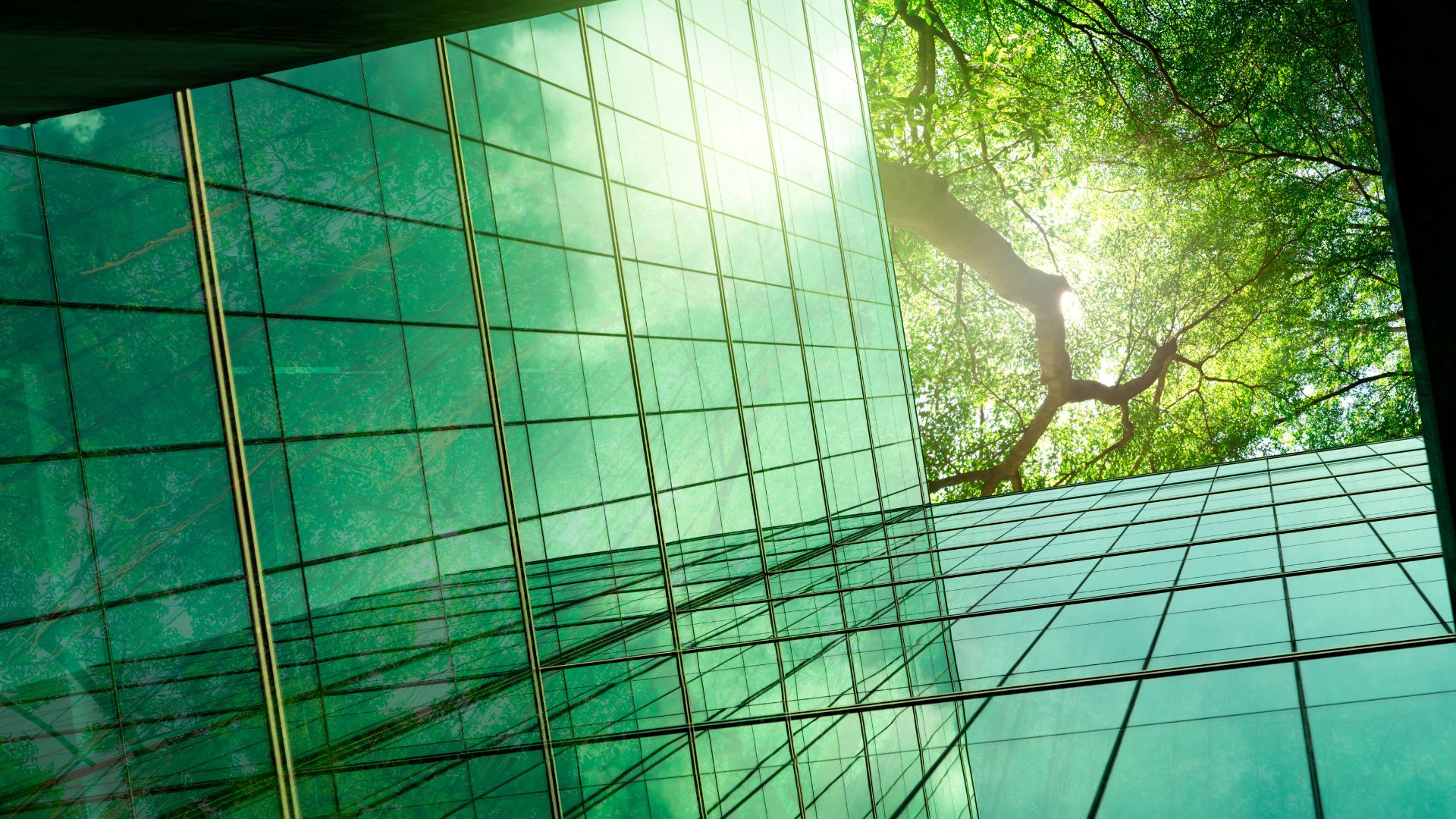 The side of a green building with a tree